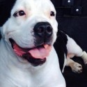 Furry Friend: Featured Dog from Heart Animal Rescue & Adoption Team