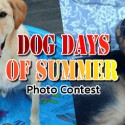 Dog Days of Summer Photo Submission 2014